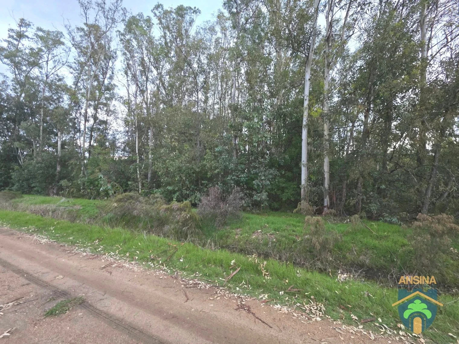 Venta Terreno Esquina  alto, forestado y cerca de la playa Bella Vista Maldonado - Imagen 4