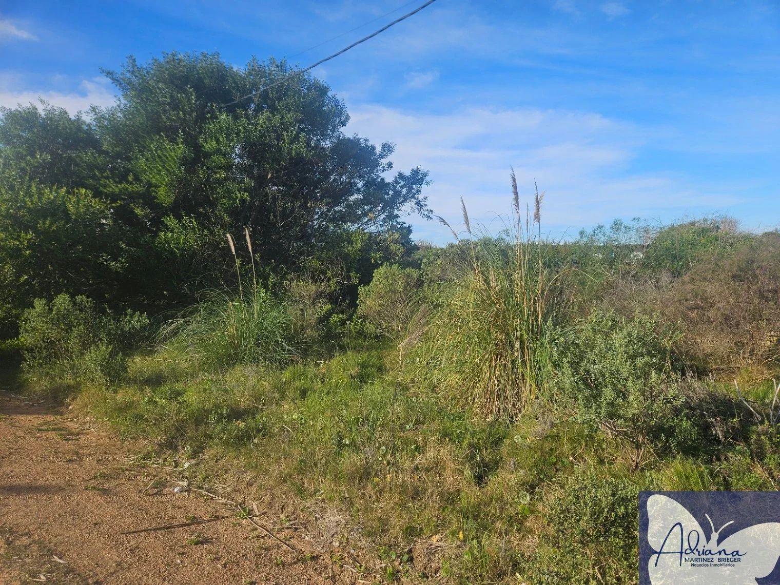 Terreno en venta de 1015m2 ubicado en P. Ballena - Imagen 3