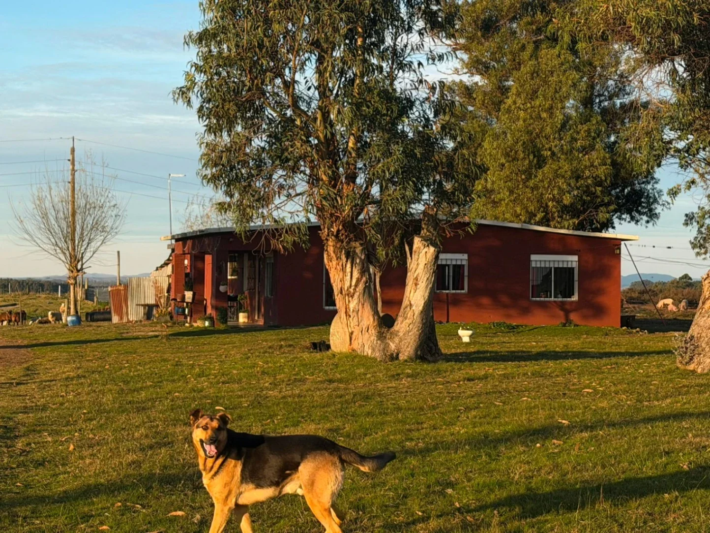 Chacra en venta en Migues - Canelones -Ruta 80 km 92, 15 hectáreas 4070 m² - Imagen 4