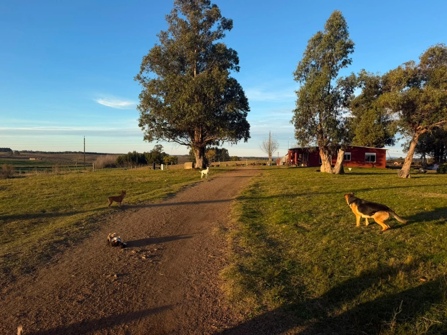 Chacra en venta en Migues - Canelones -Ruta 80 km 92, 15 hectáreas 4070 m² - Imagen 5