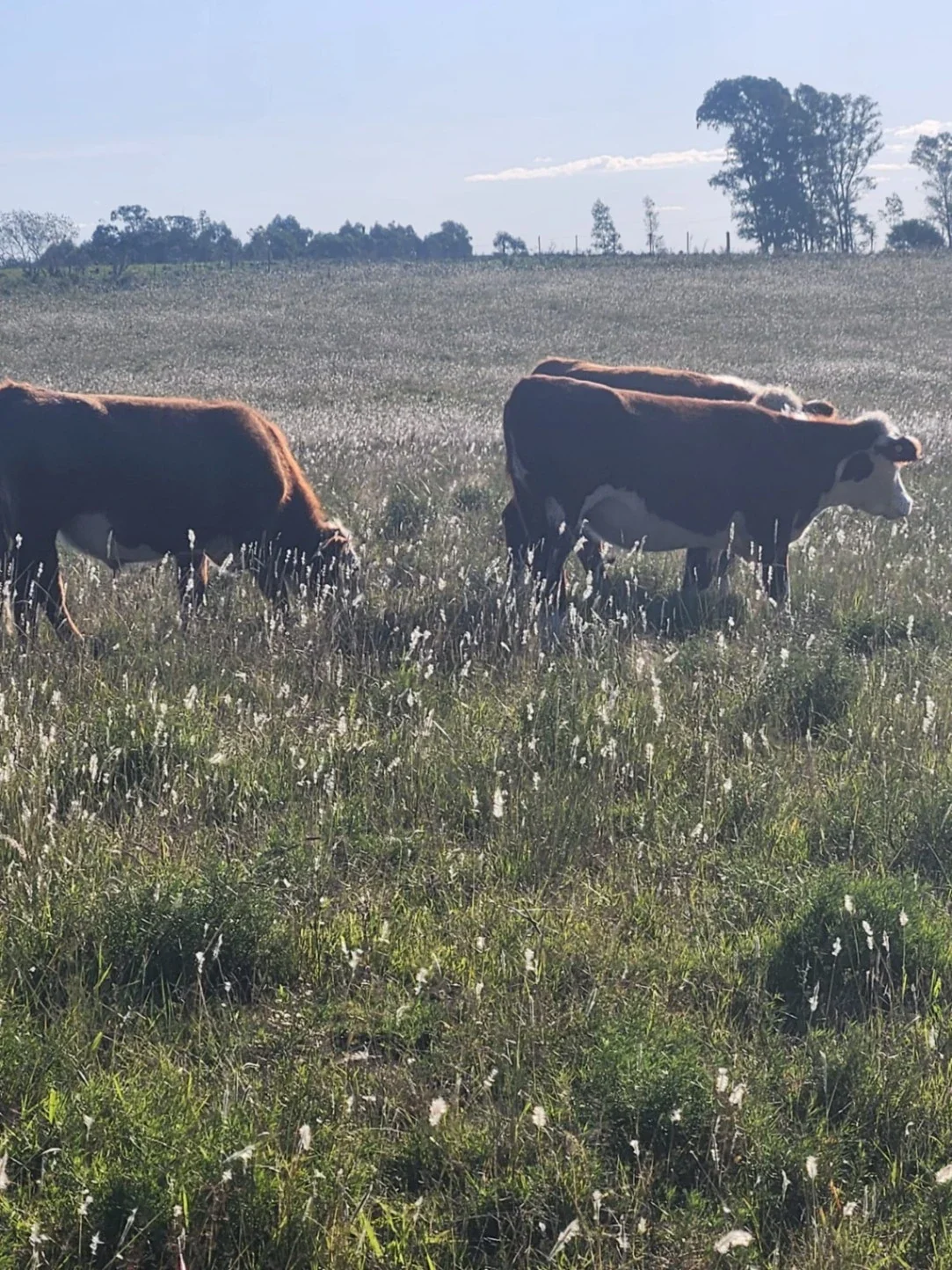 Campo en venta de 58 hectáreas ubicado en Solís Chico - Imagen 1