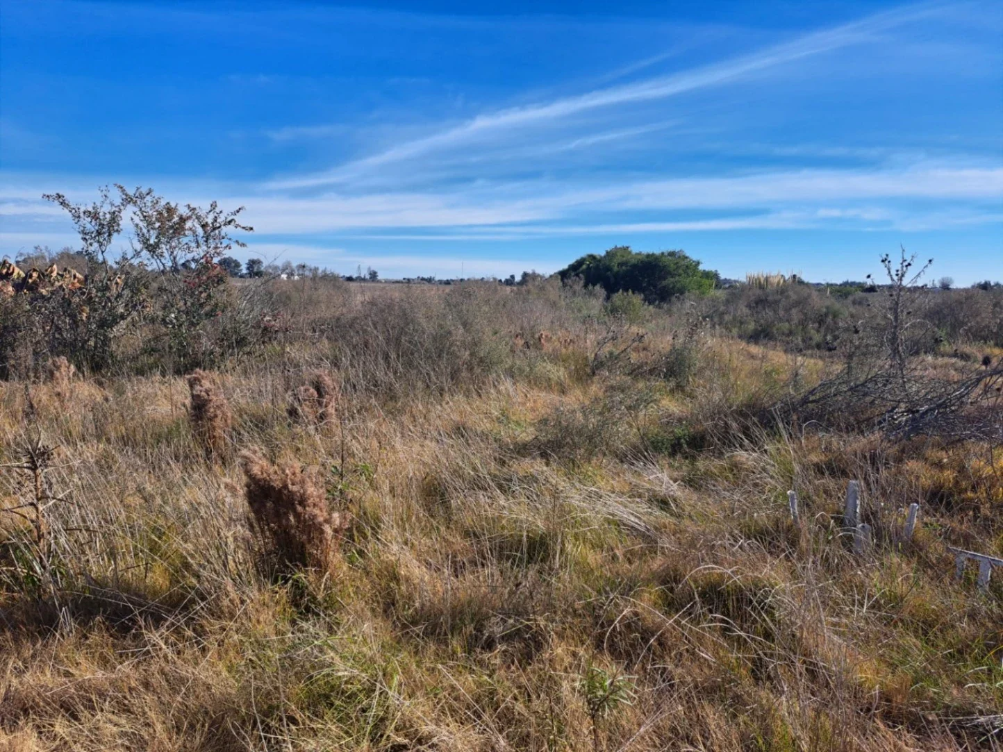 Chacra en venta de 12 hectáreas 3709m²ubicado en Santa Rosa - Canelones - Imagen 4