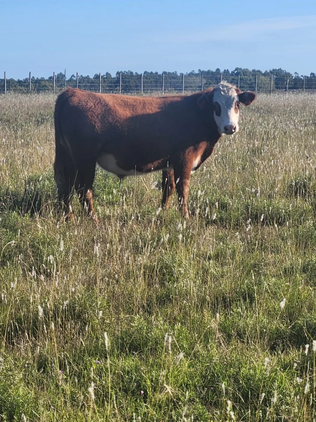 Campo en venta de 58 hectáreas ubicado en Solís Chico - Imagen 5