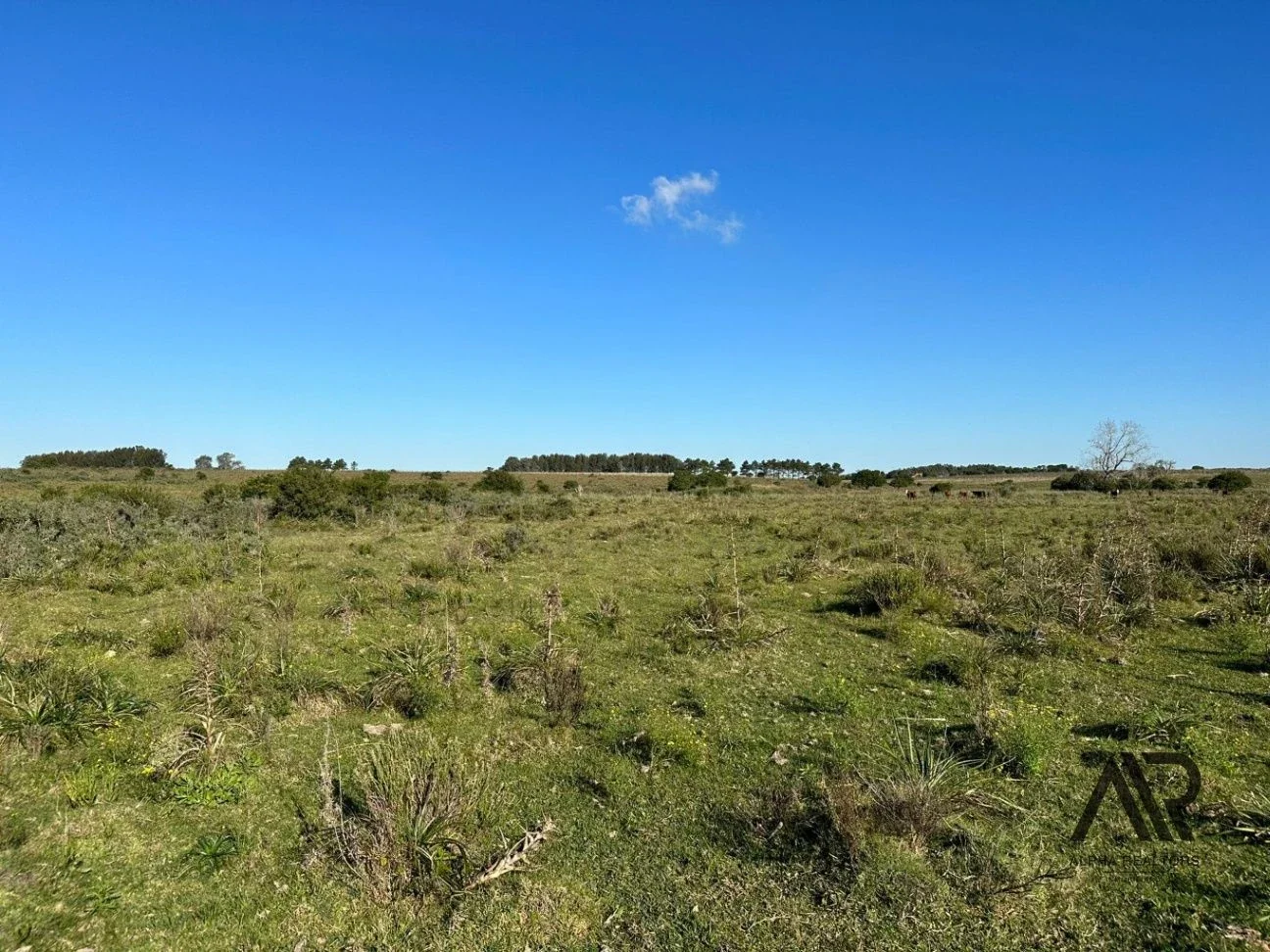 Chacra de 26 ha Laguna de José Ignacio, Maldonado/uruguay. - Imagen 4