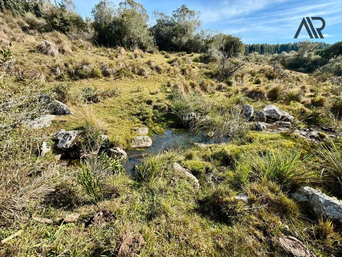 Campo en venta de 77ha ubicado en Valdivia - Imagen 4