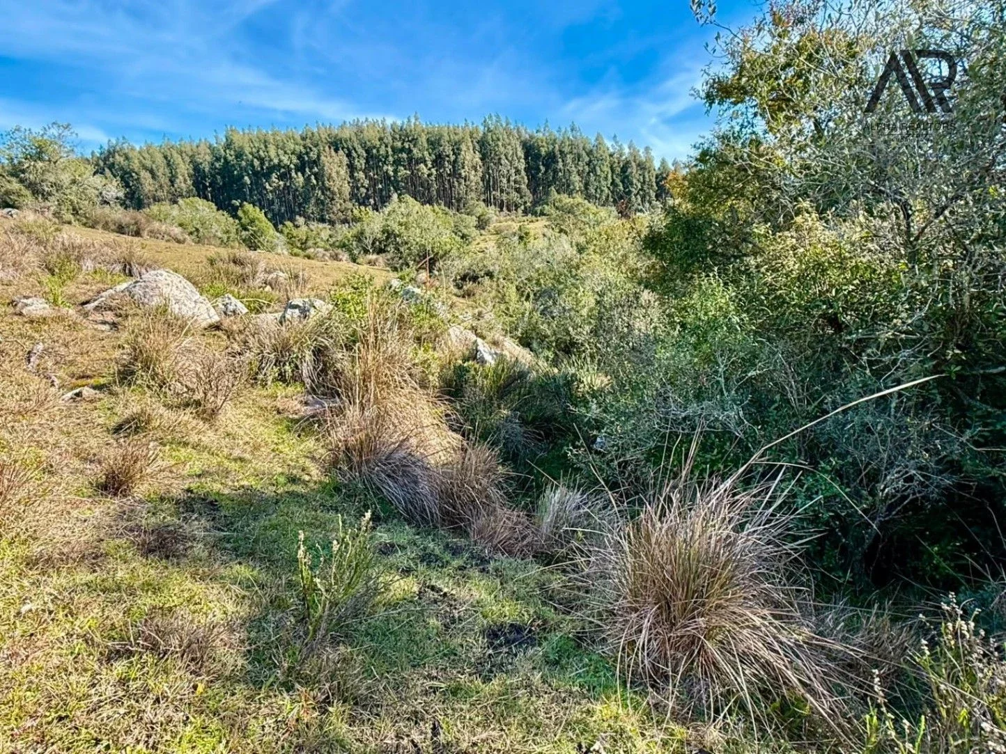 Campo en venta de 77ha ubicado en Valdivia - Imagen 3