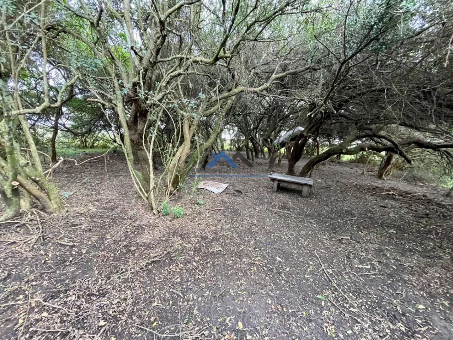Campo en venta de 40ha ubicado en Pan de Azúcar - Imagen 3