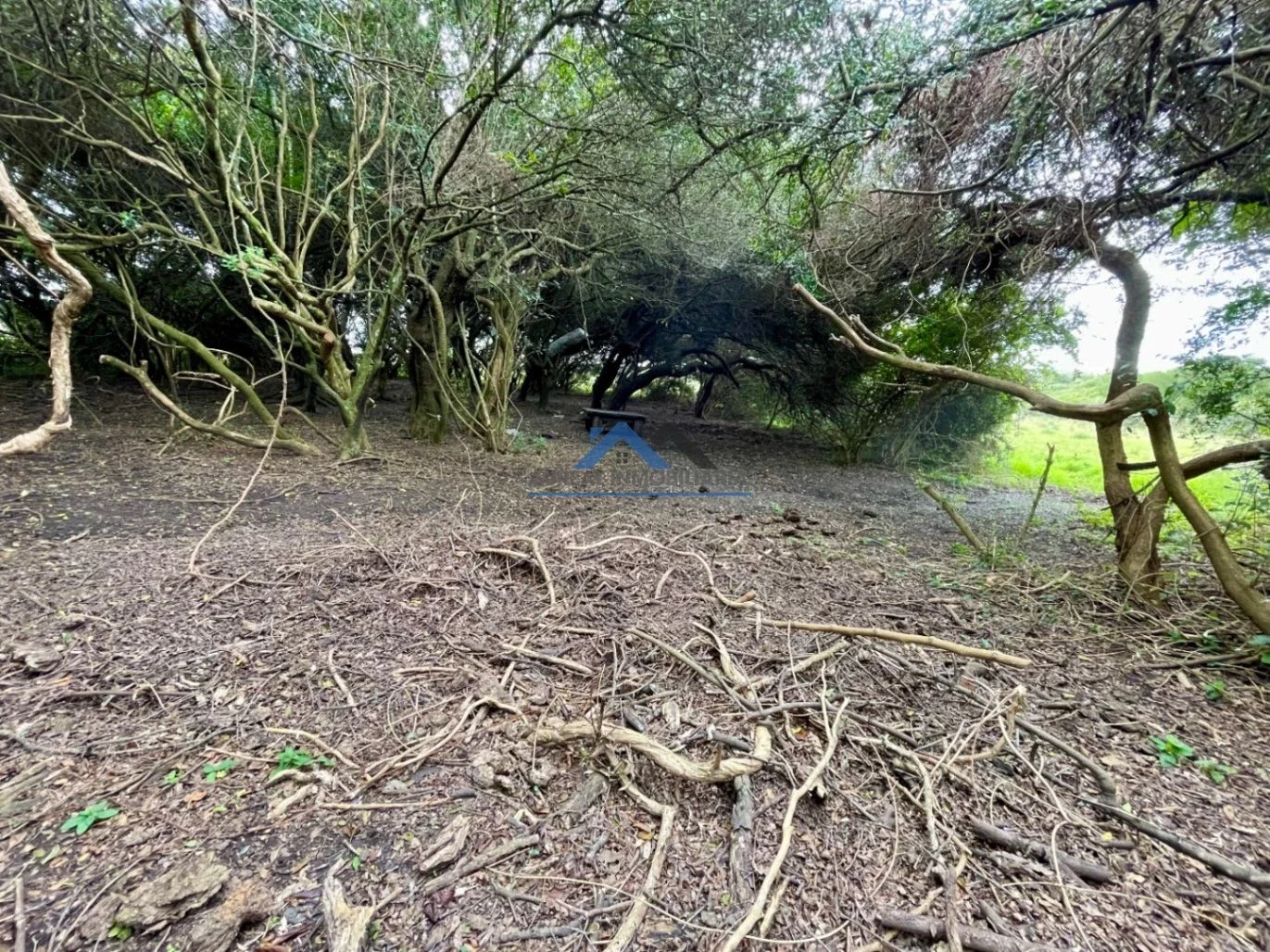 Campo en venta de 40ha ubicado en Pan de Azúcar - Imagen 4