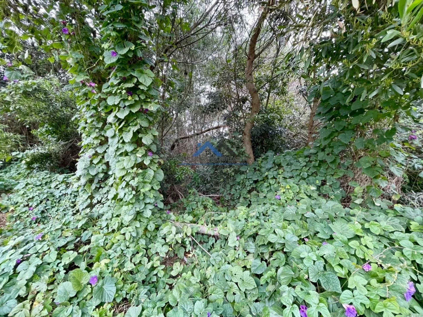 Terreno en venta de 1024m2 ubicado en Ocean Park - Imagen 4