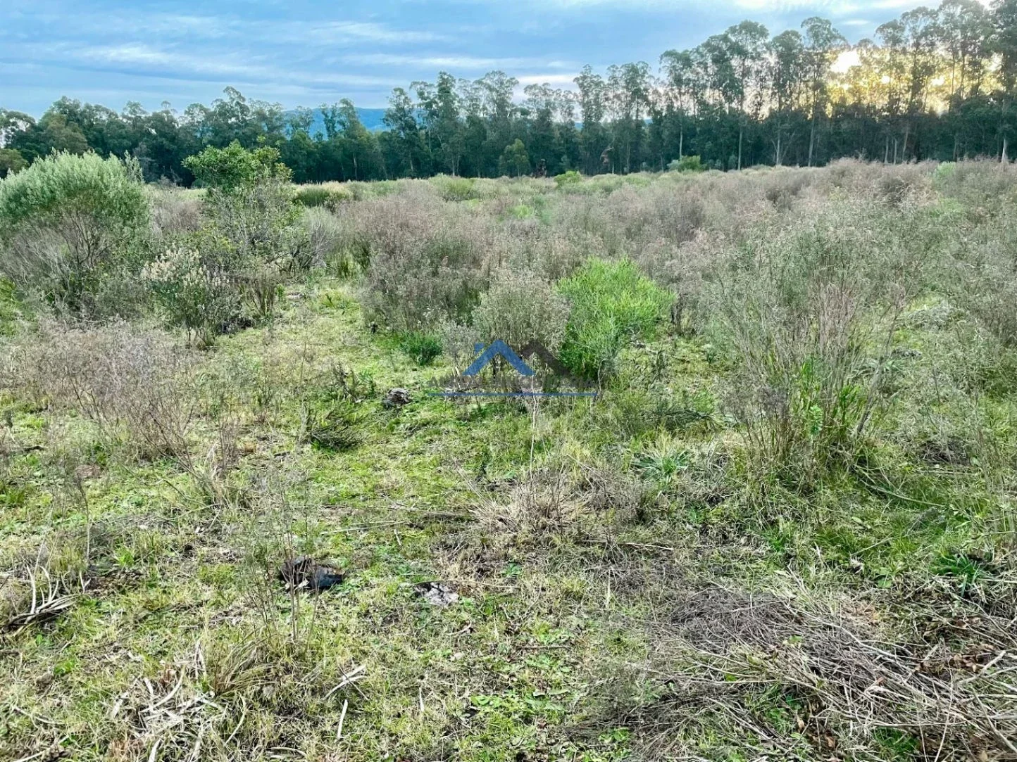 Chacra en venta de 5ha ubicado en Pan de Azúcar - Imagen 1