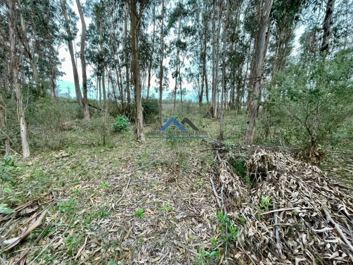 Chacra en venta de 5ha ubicado en Pan de Azúcar - Imagen 5