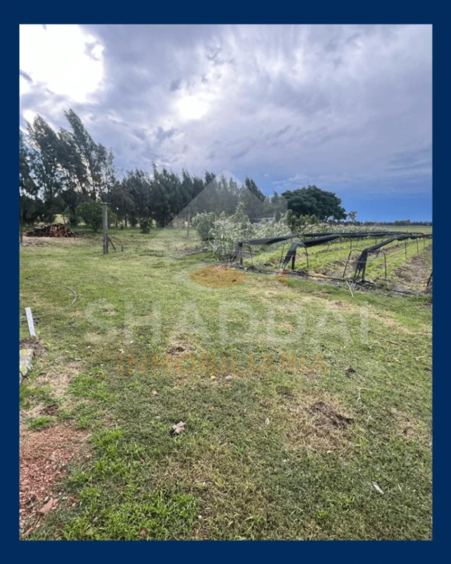 Chacra en venta de 1ha ubicado en Progreso - Imagen 3