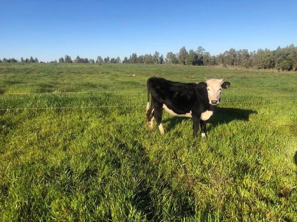 Chacra en venta de 7ha ubicado en San Jacinto - Imagen 2