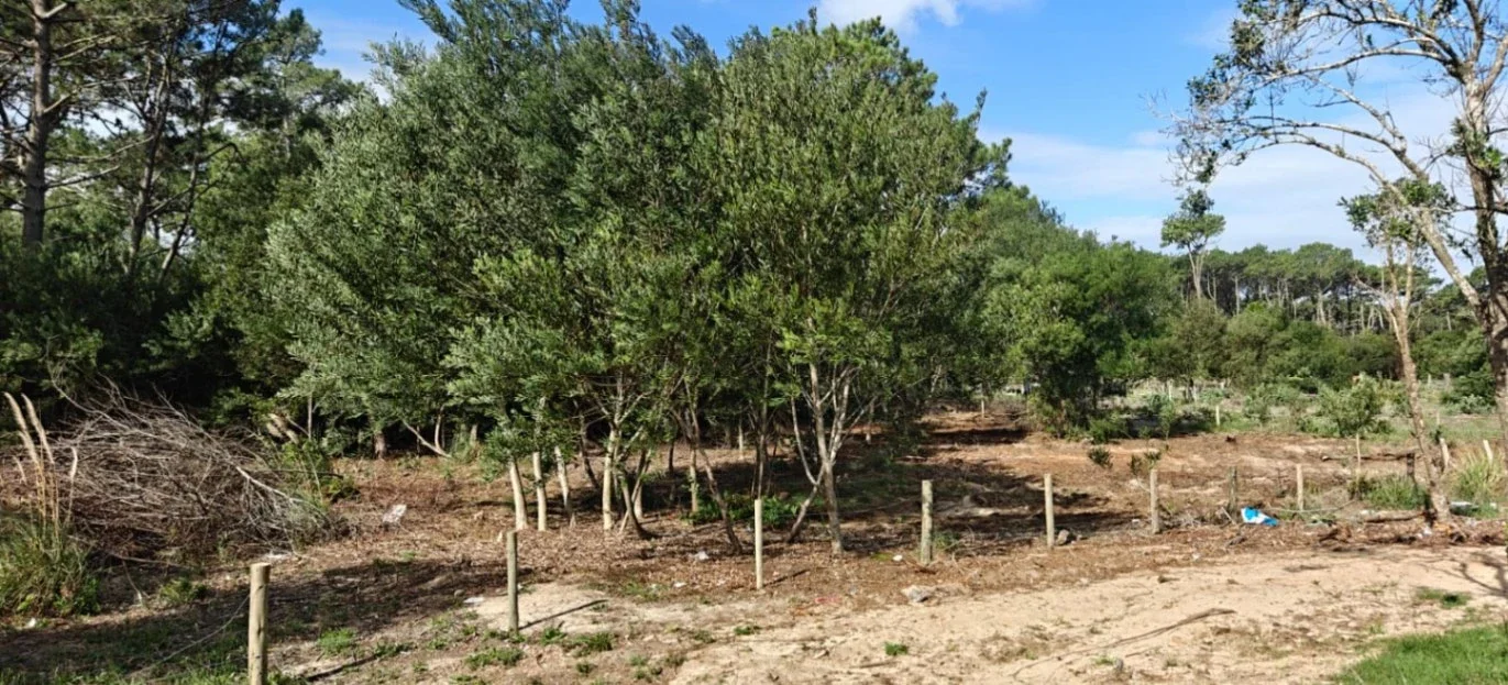 Terreno en venta de 520m2 ubicado en La Paloma - Imagen 2