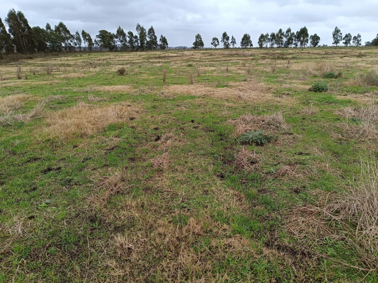 Chacra en venta de 7ha ubicado en San Jacinto - Imagen 1
