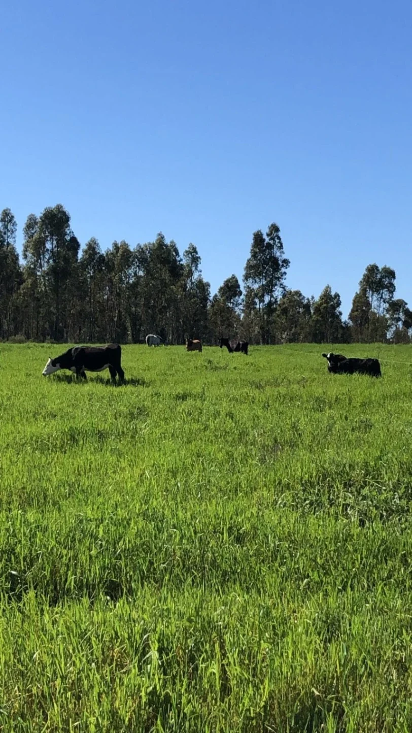 Chacra en venta de 7ha ubicado en San Jacinto - Imagen 5