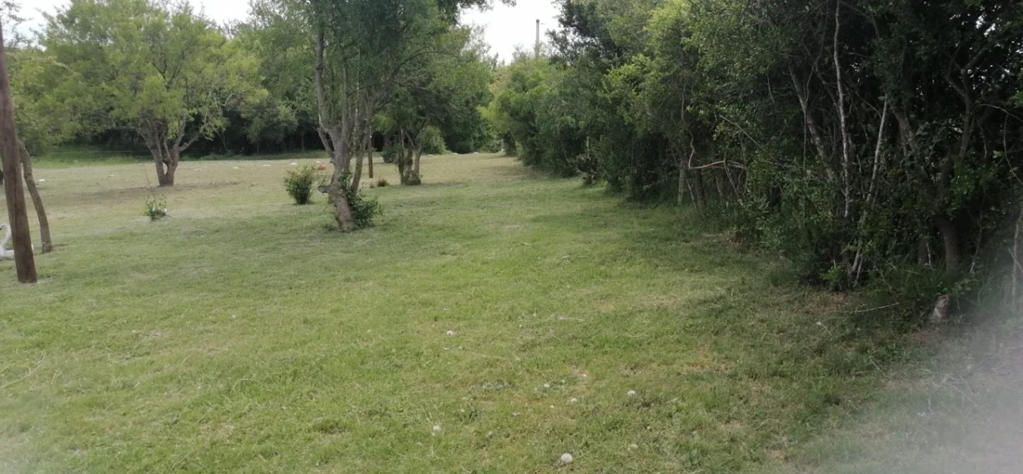 Chacra en venta de 4ha ubicado en Pachina - Imagen 5