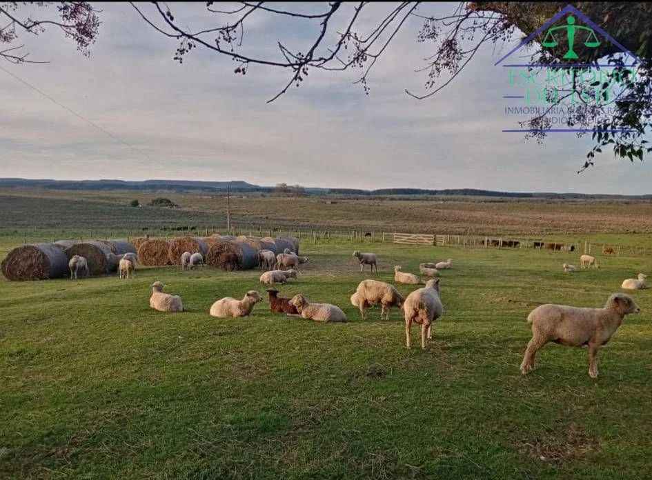 Campo completo en venta de 345 has ubicado en Tranqueras - Imagen 2