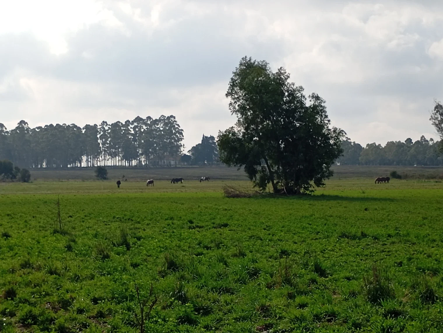 Chacra en venta de 5ha ubicado en Ombues De Lavalle - Imagen 5