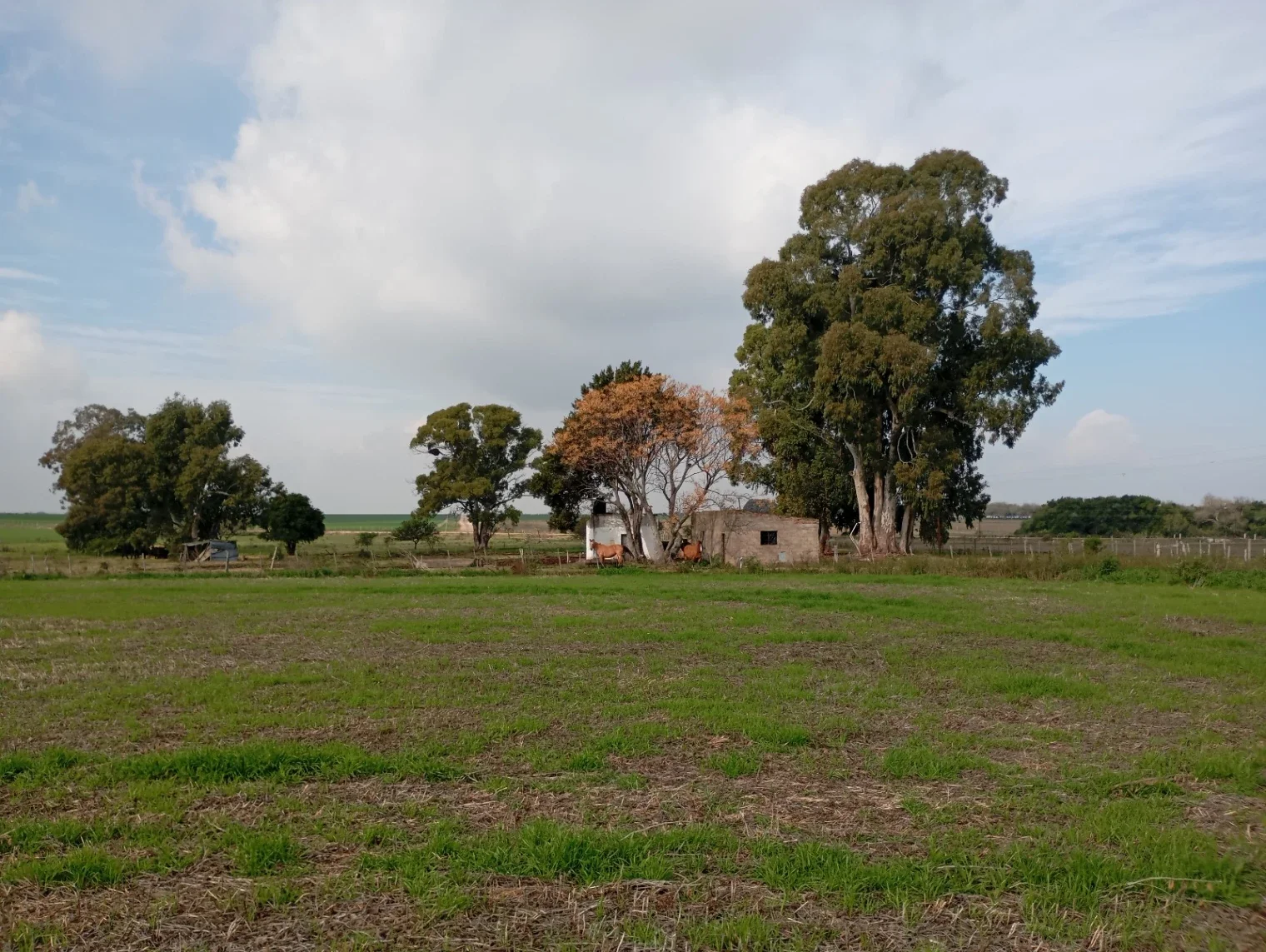 Chacra en venta de 6ha ubicado en Carmelo - Imagen 2