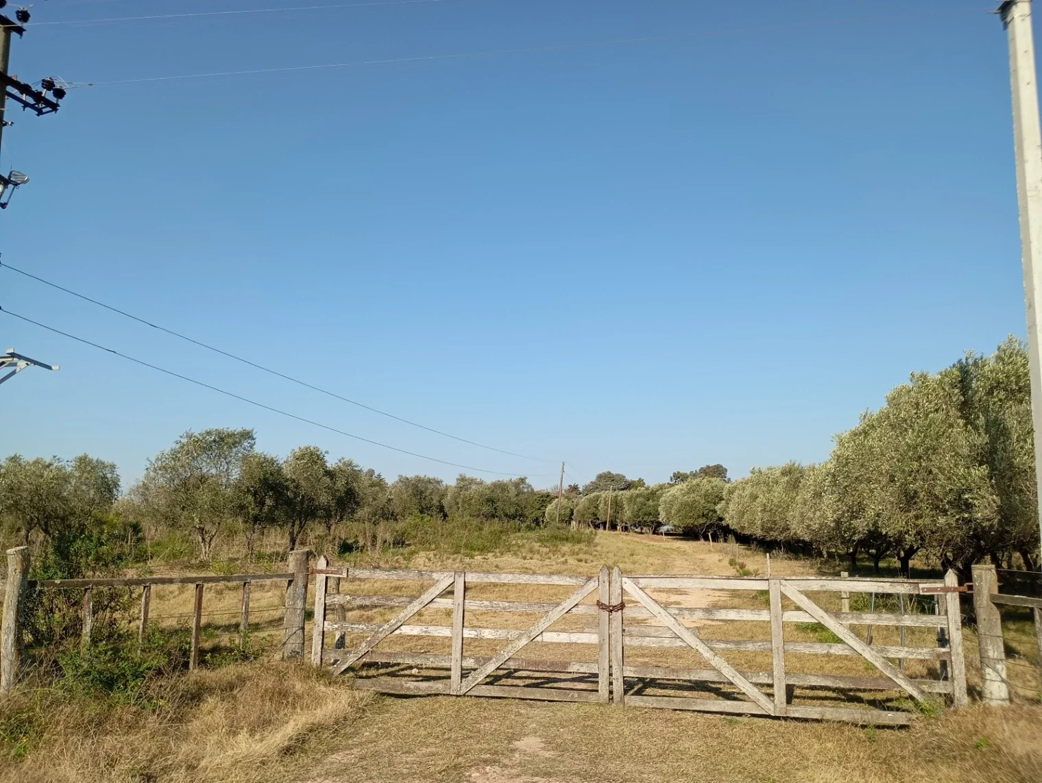 Chacra en venta de 5ha ubicado en Carmelo - Imagen 1